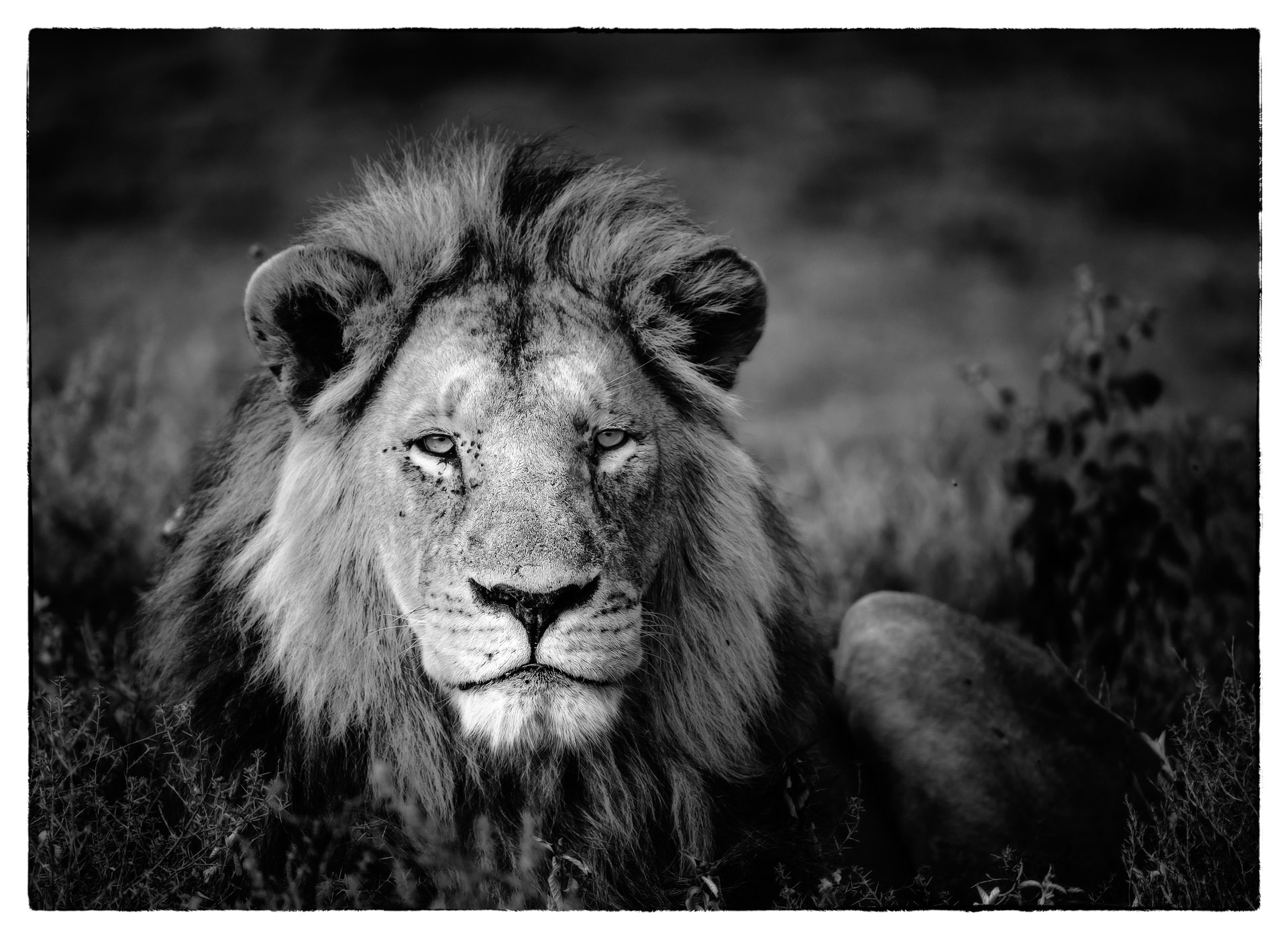 lion