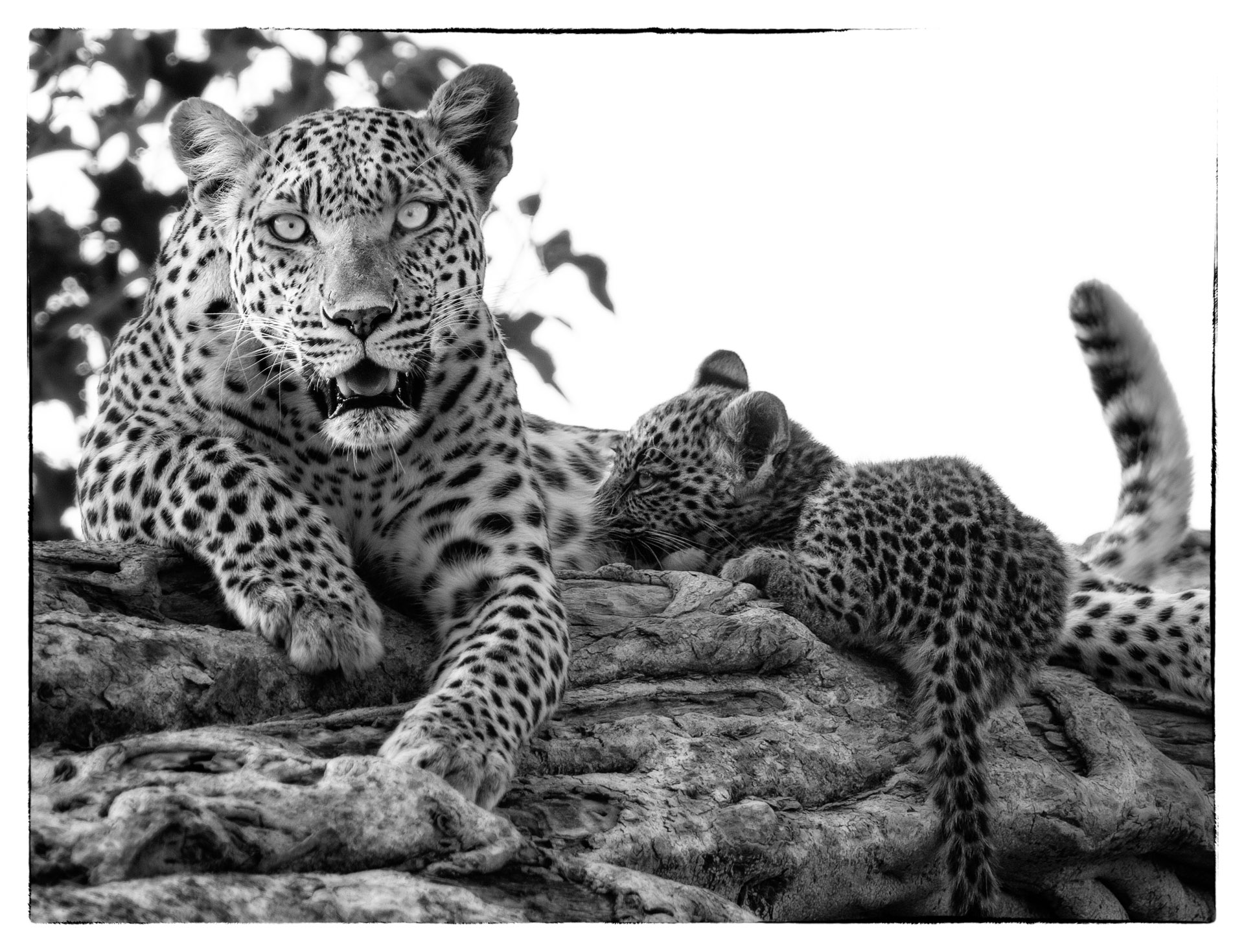 lagademas cub 2