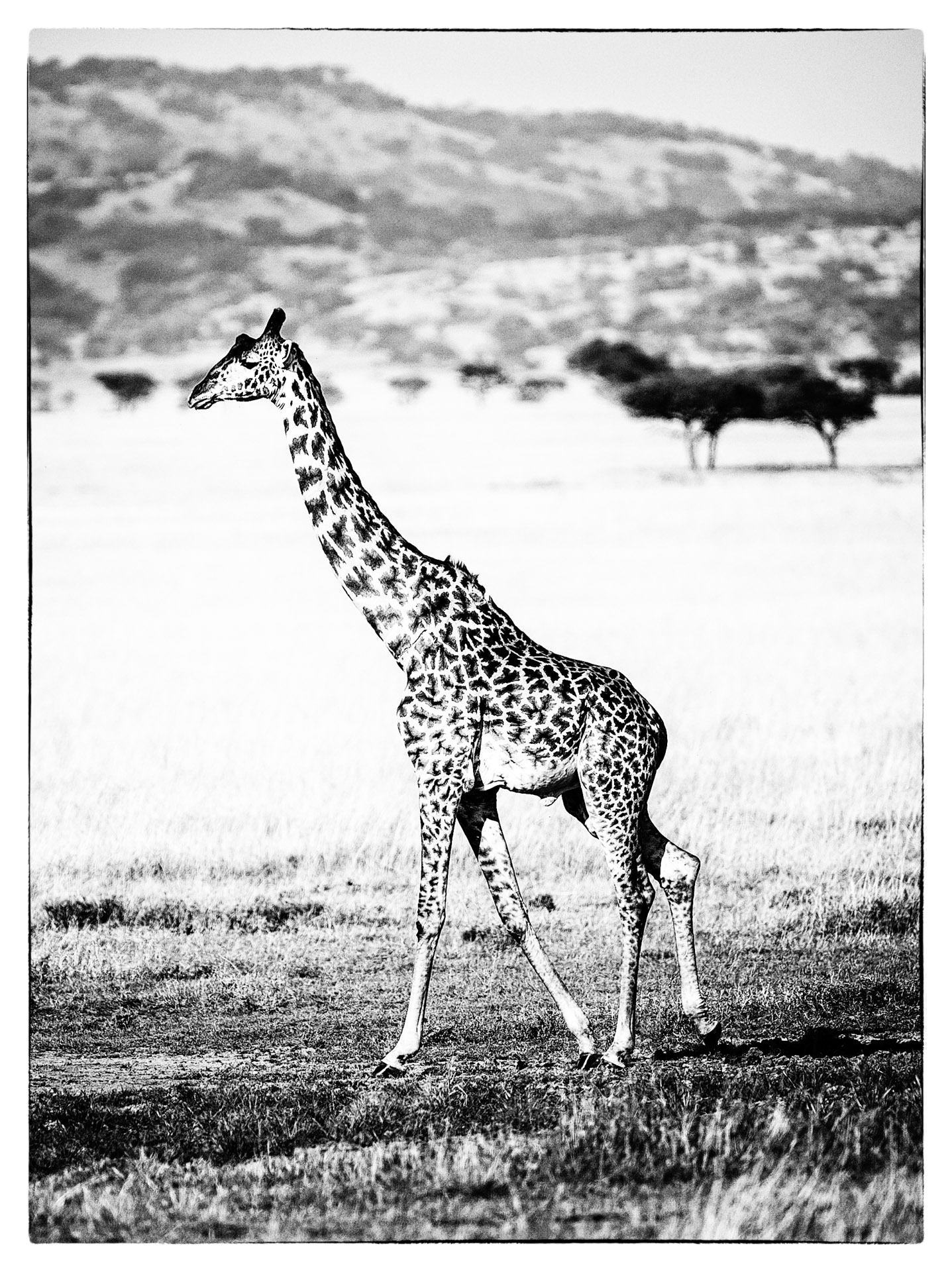 giraffe