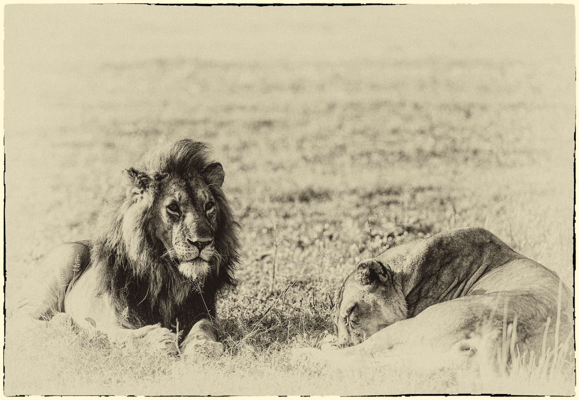 lion couple