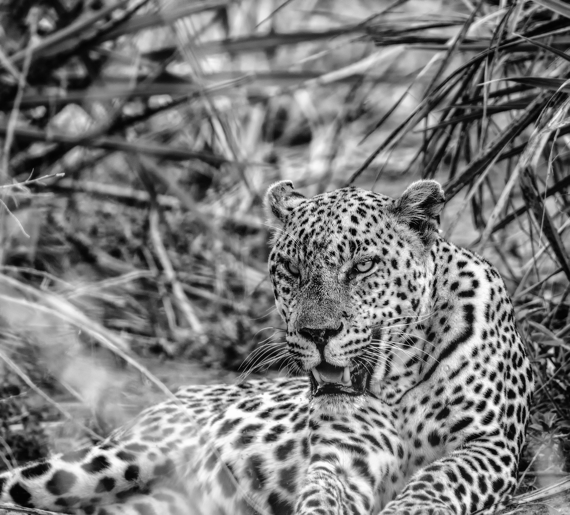 leopard