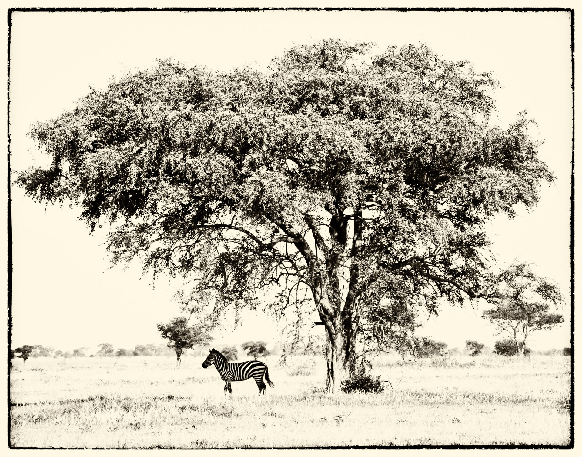 zebra serengeti