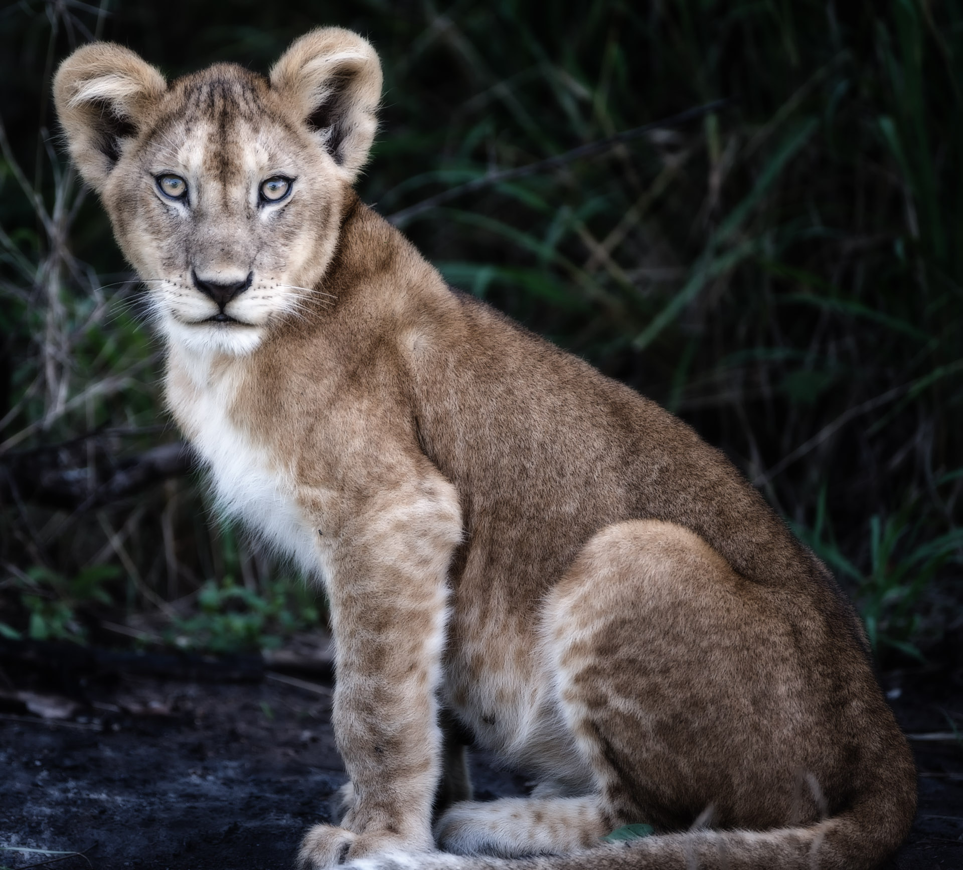 young lion