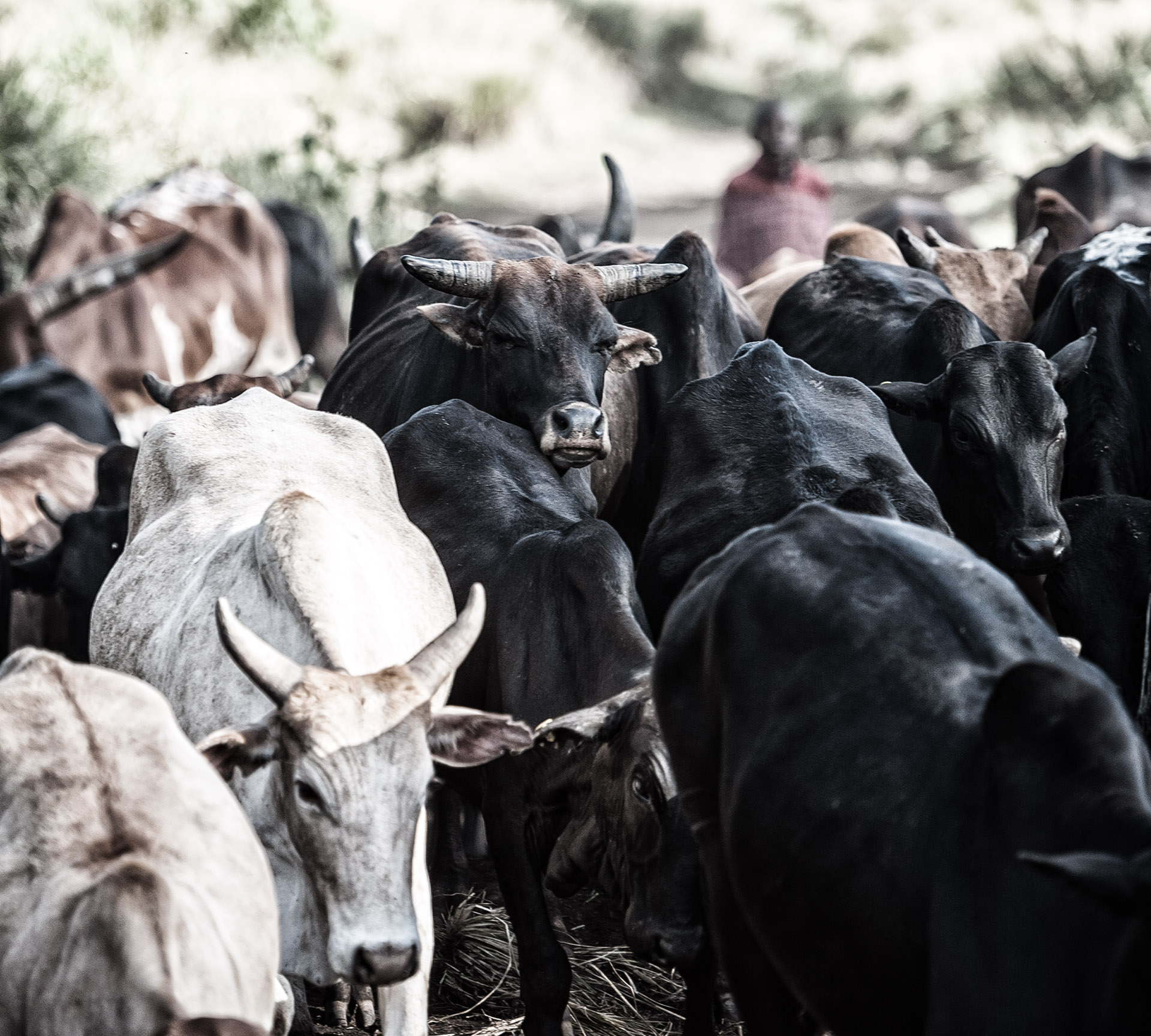 cattle