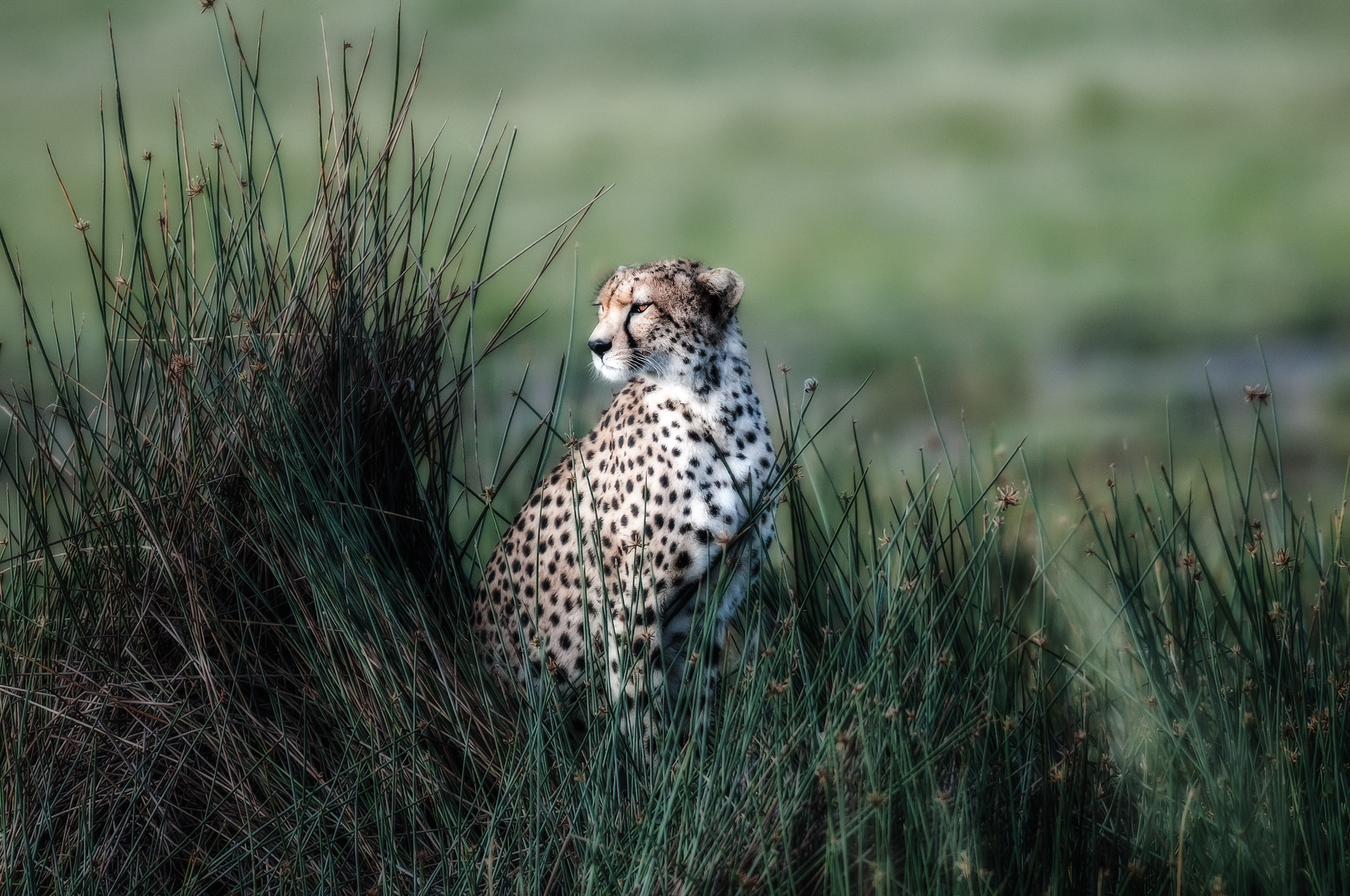cheetah hunting