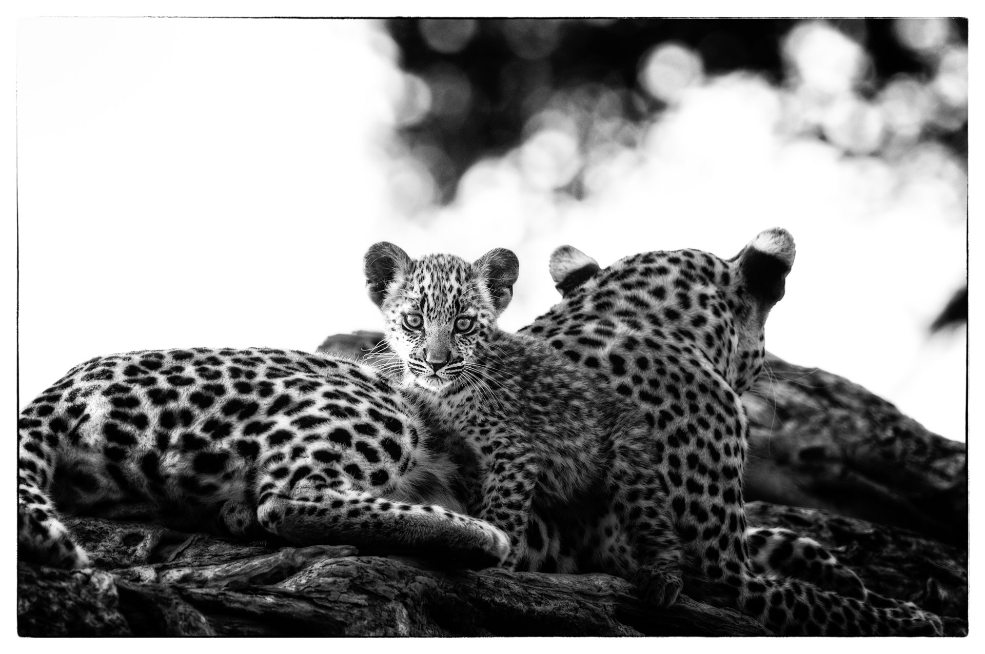 lagademas cub 1