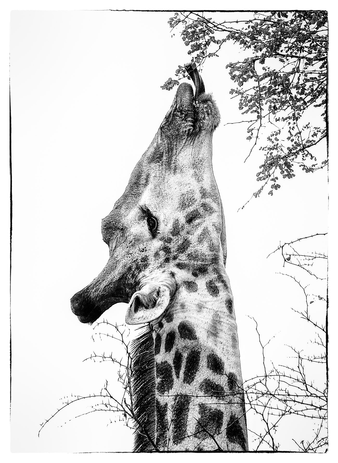 giraffe