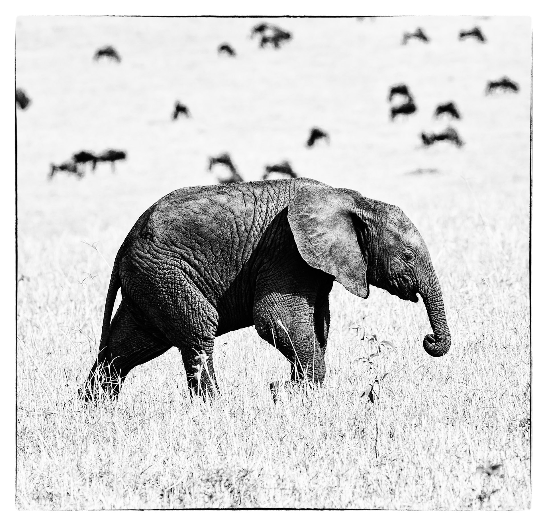 elephant cub