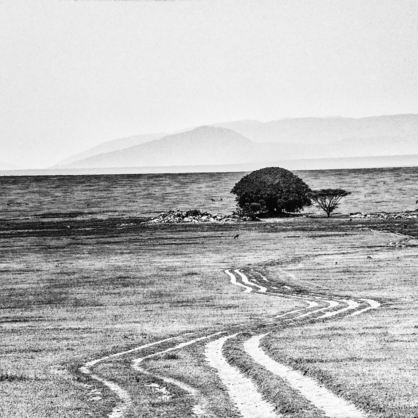 serengeti
