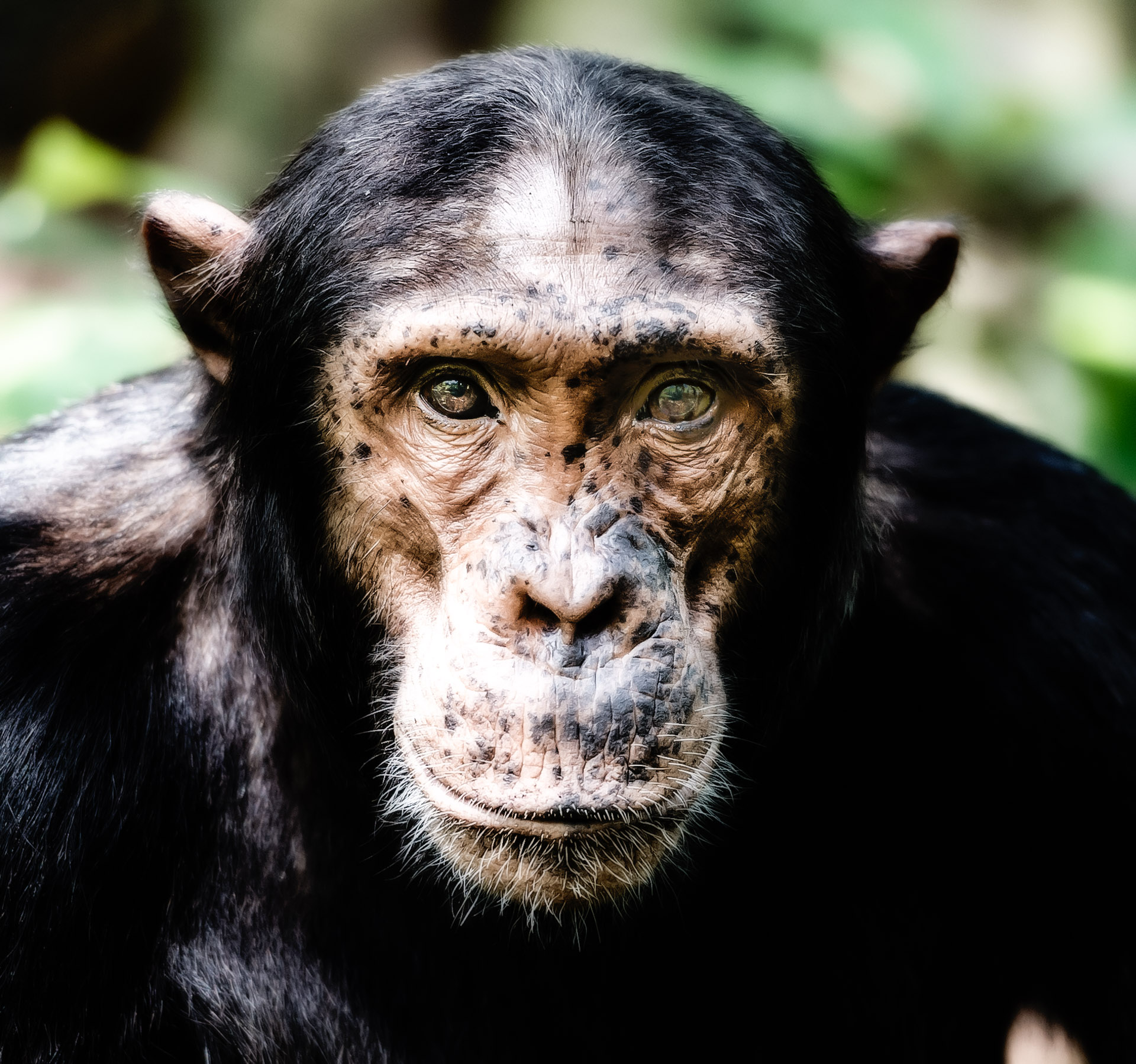 chimp