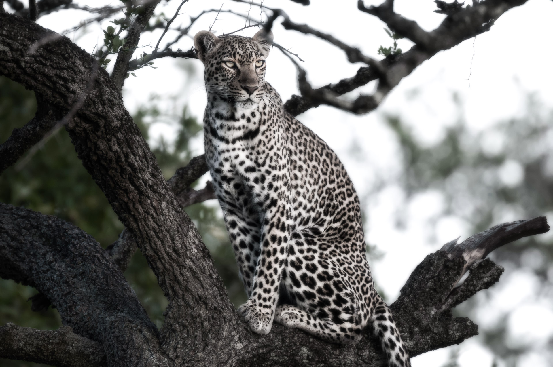 leopard on tree 1