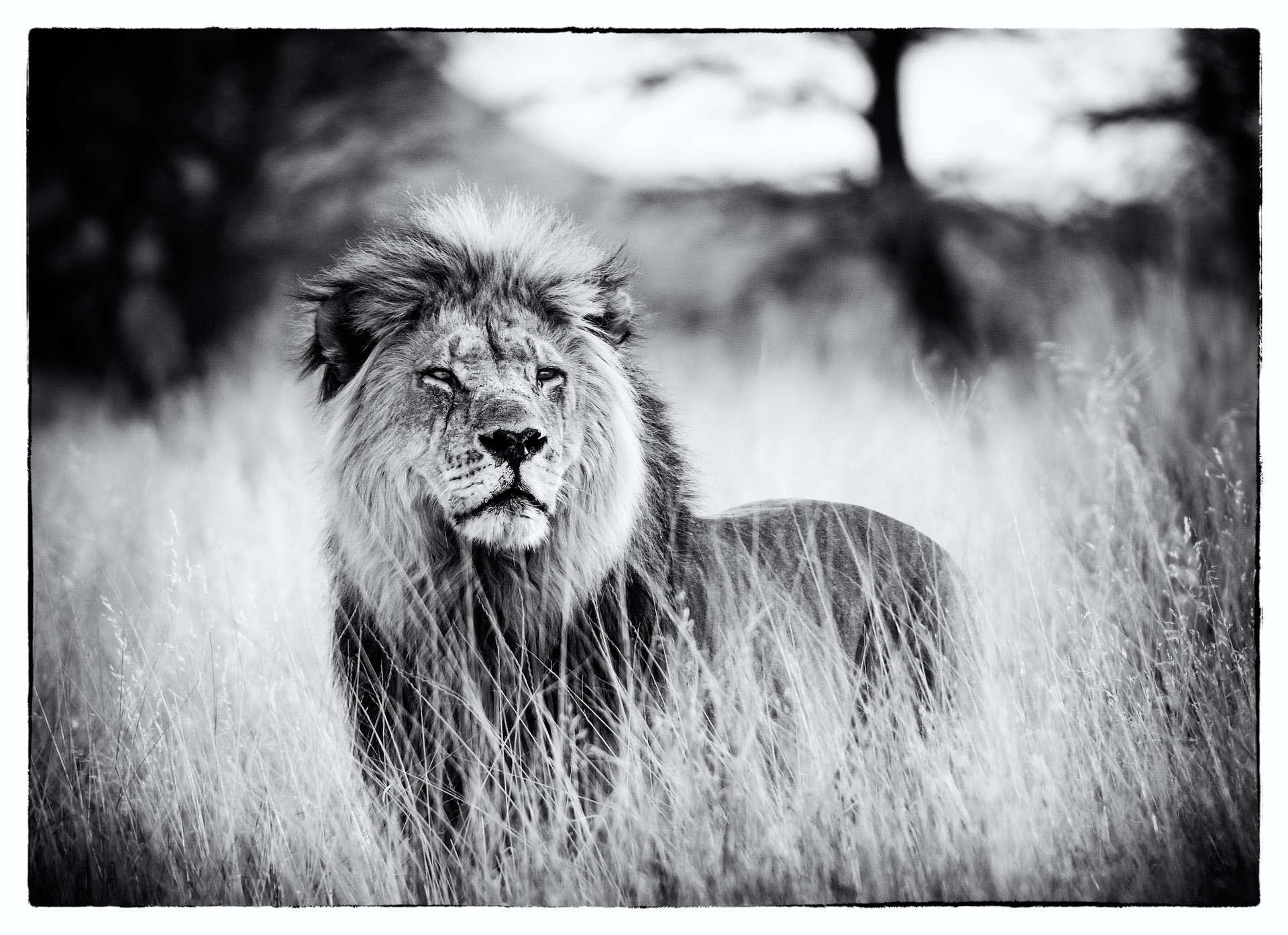 lion king