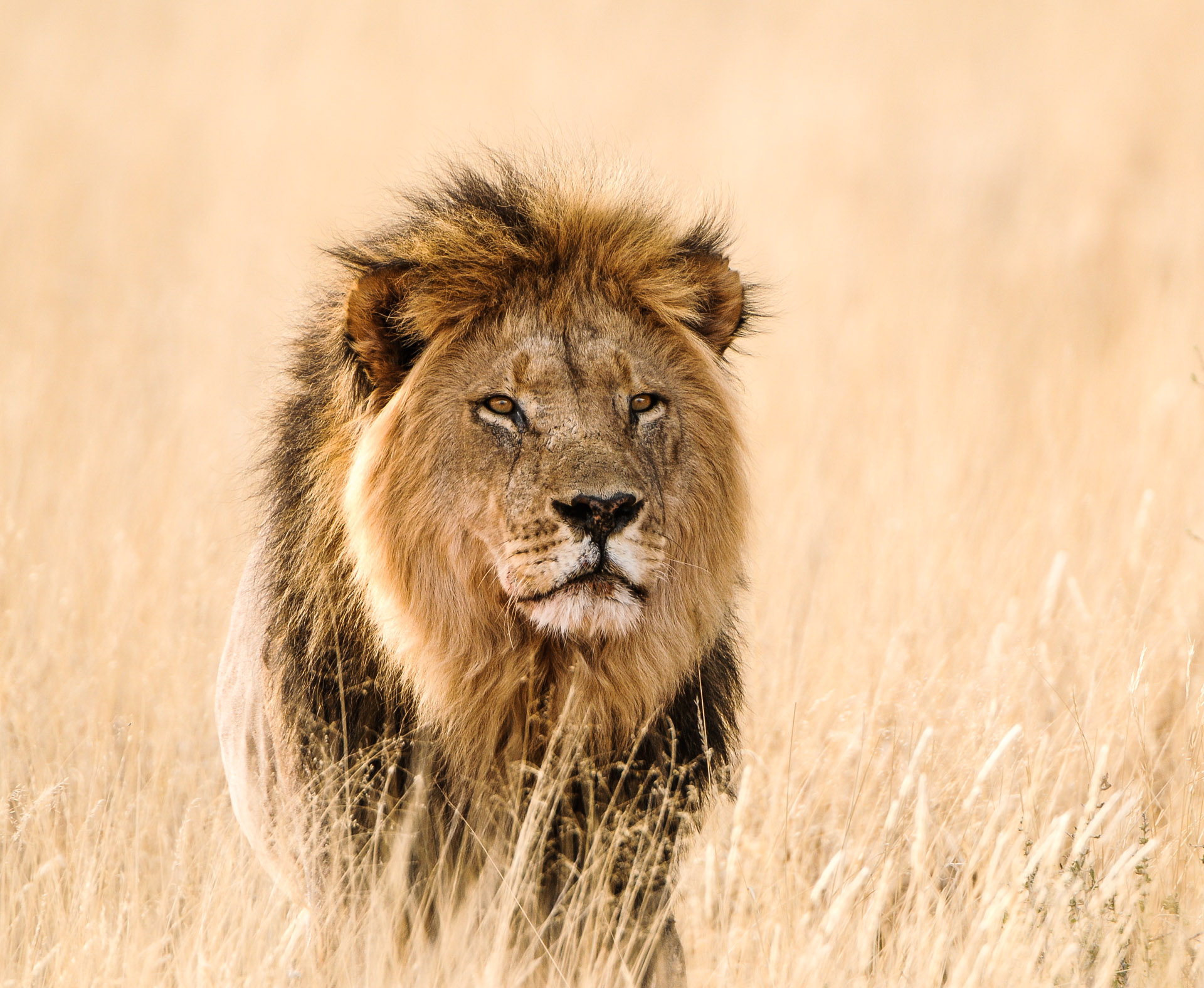 lion sabi