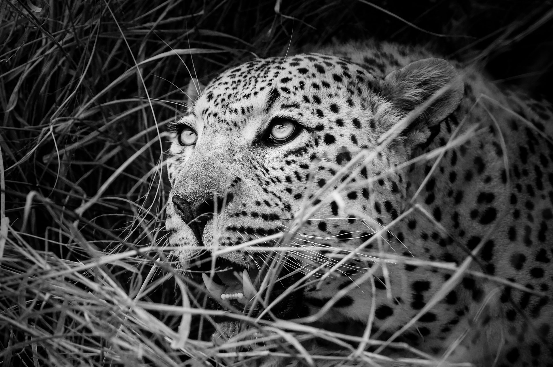 leopard threatens
