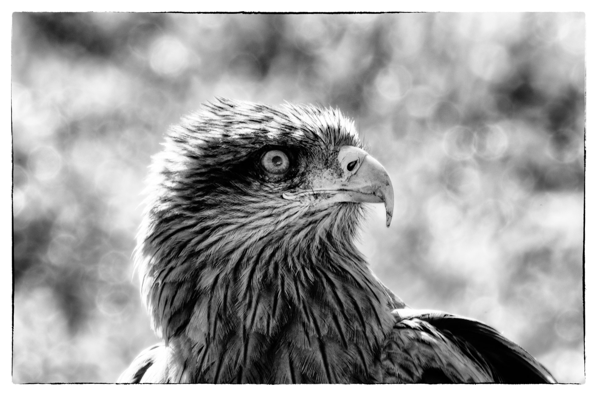 eagle