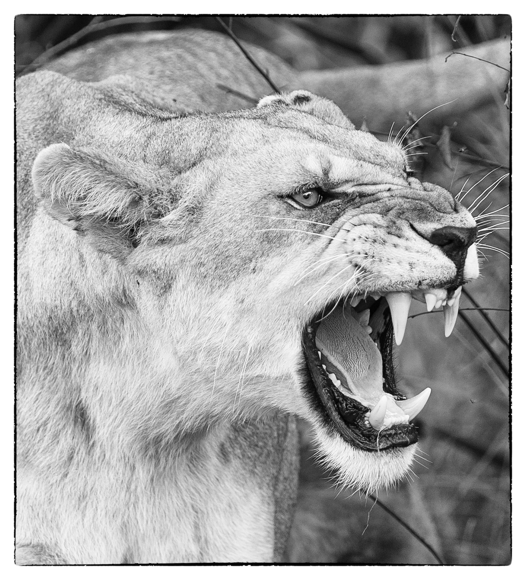lioness angry