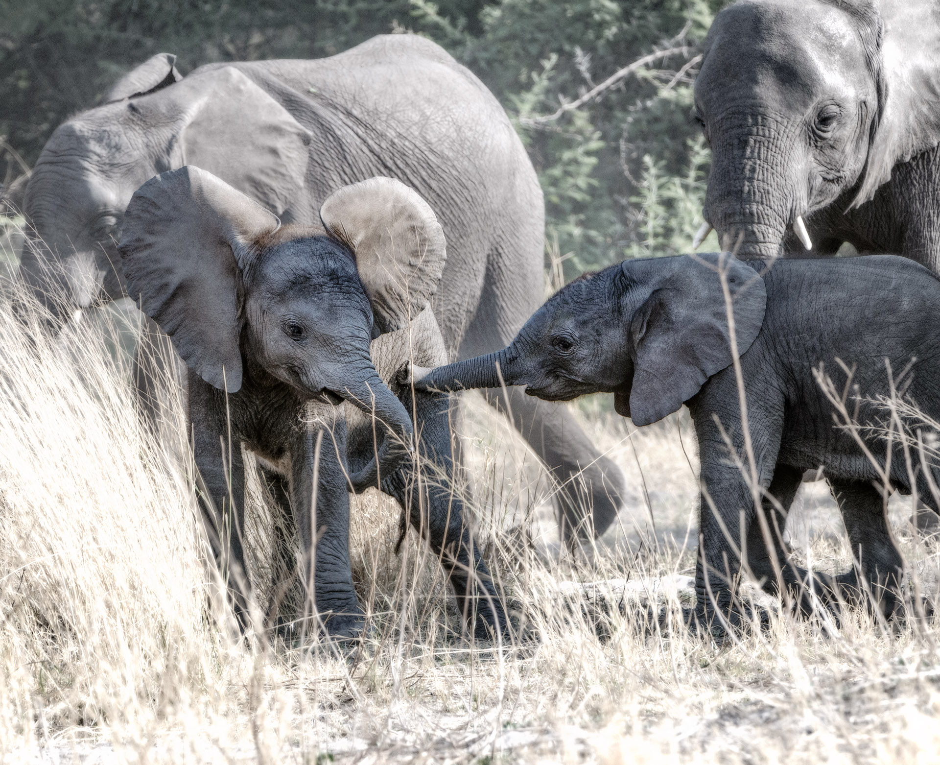 elephant cub