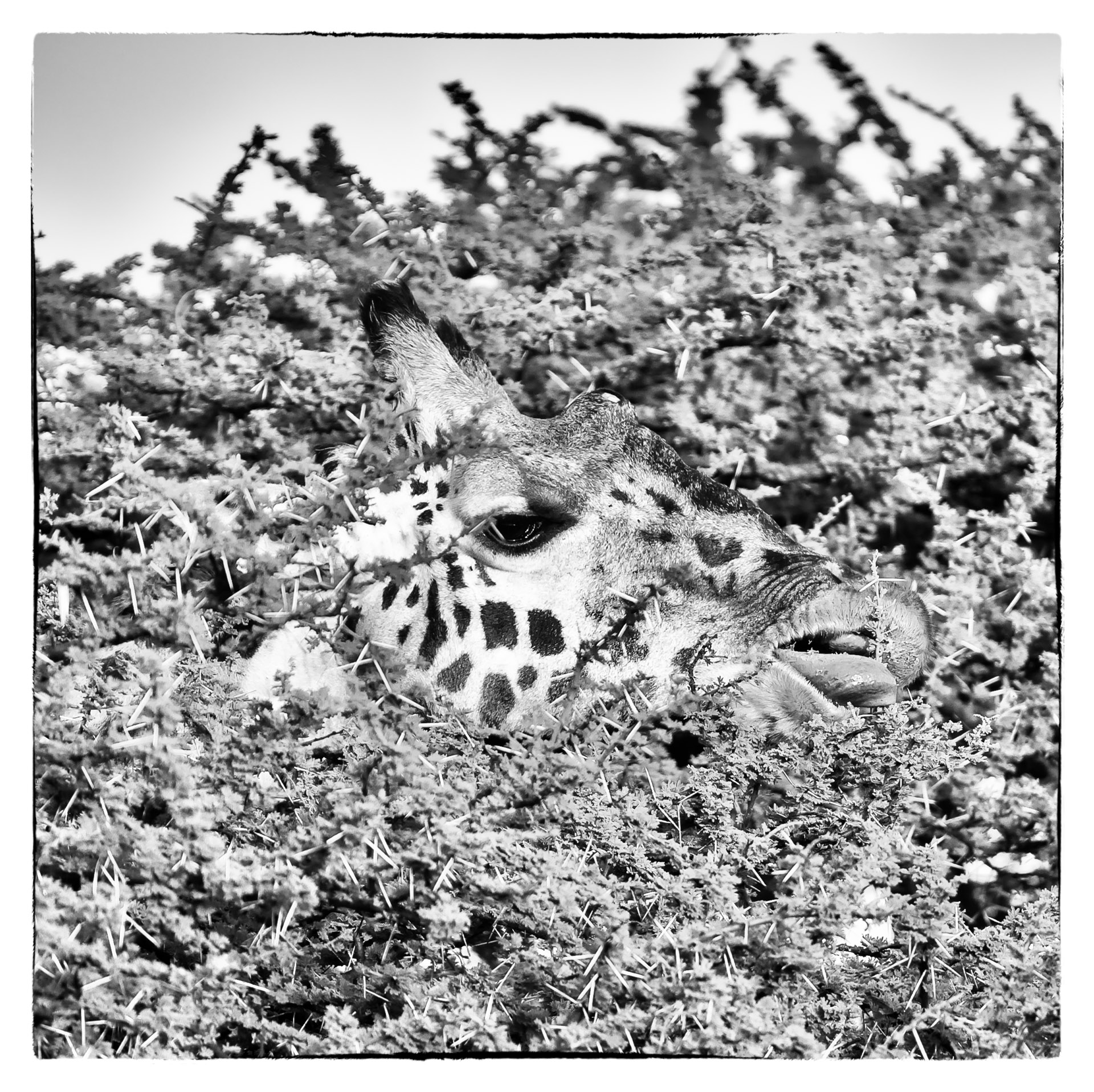 giraffe